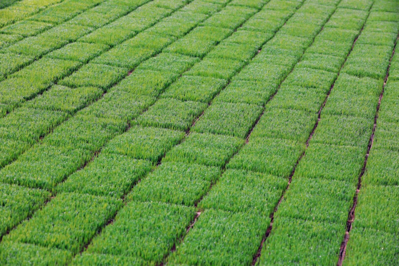 Rows of vibrant green grass seedlings.